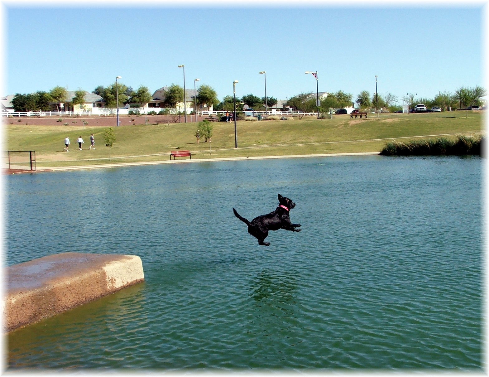 dog-jumping-into-water