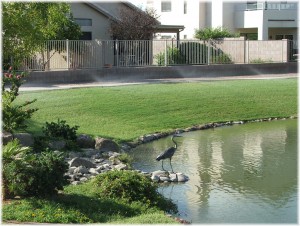 The Oasis at Anozira lake community in Tempe